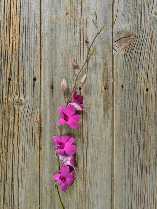 RINDA FUCHSIA DENDROBIUM ORCHIDS